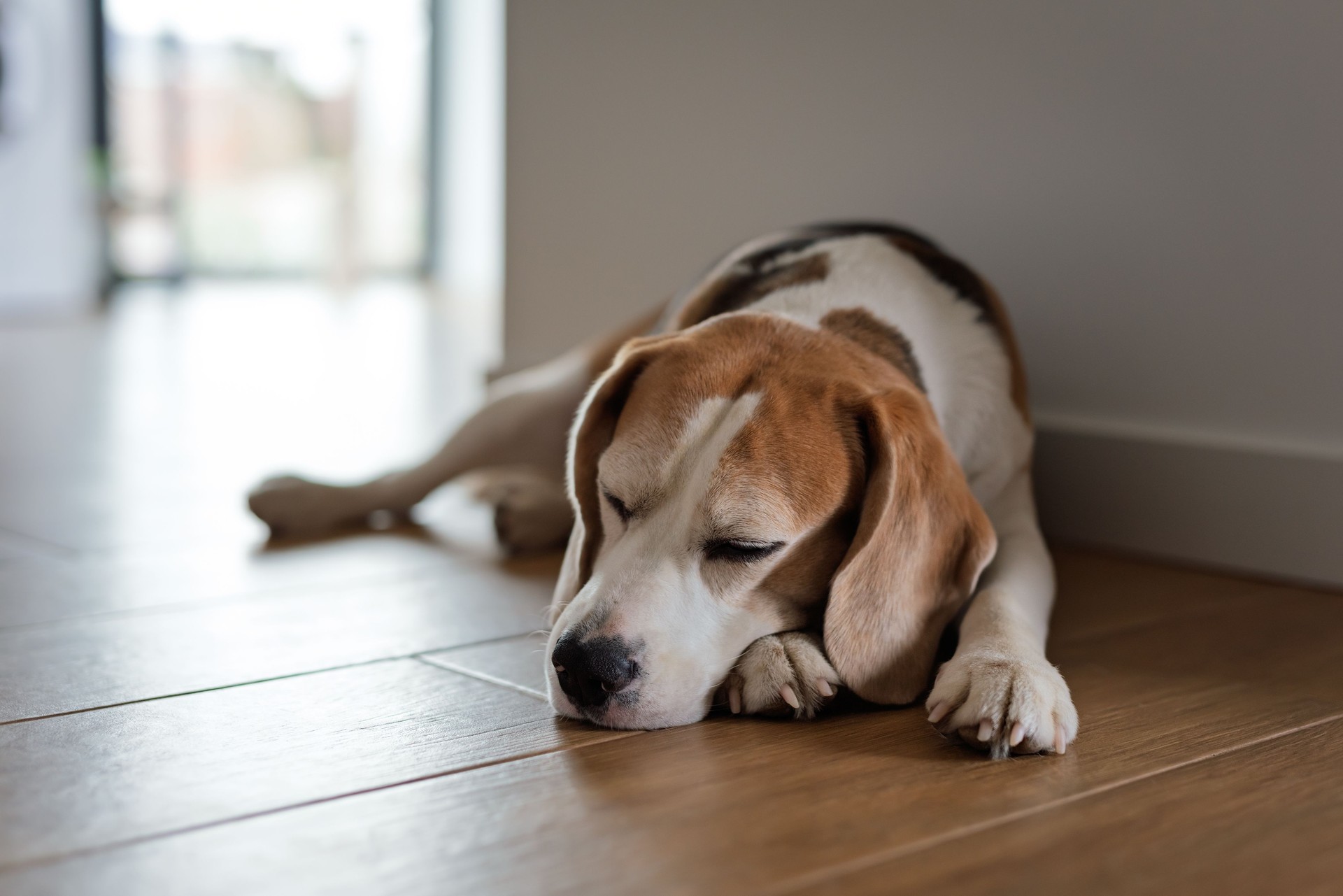 Relaxed dog day dreaming